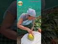 Papaya Soh Kymphor Horticulture Fruit Meghalaya Nature Asia Gardening Usa Asia 