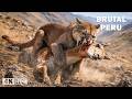 BRUTAL PERU | The Confrontation Between the Lords of the Andes | Nature Animal Documentary
