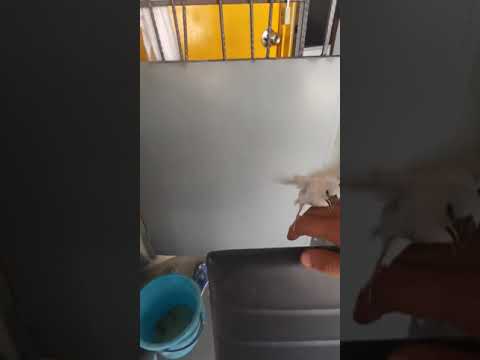 Training free fly finch java sparrow