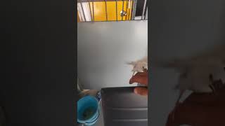 Training free fly finch java sparrow