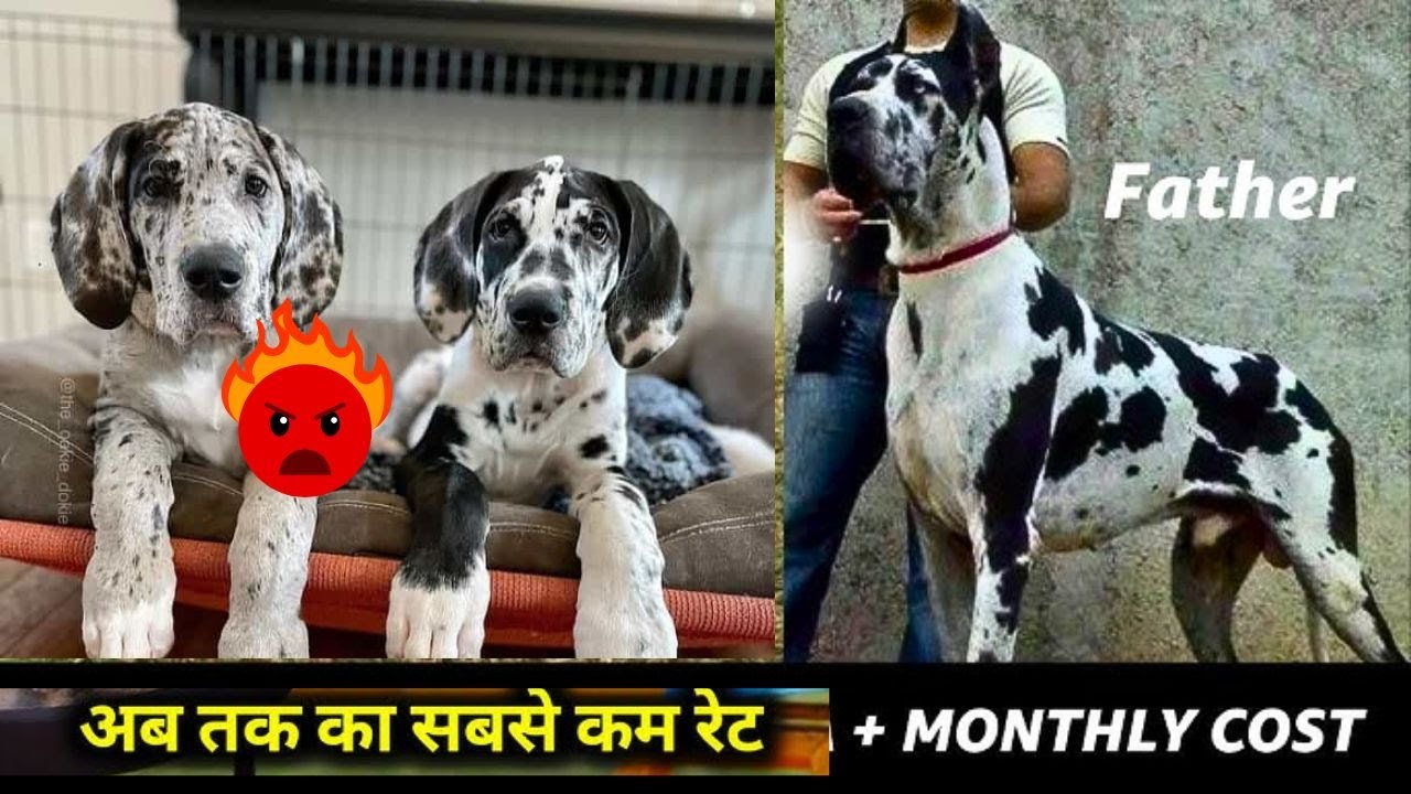🔥 Urgent Sale! Great Dane Dog for Sale in India | Best Price & Pure Breed Guarantee 🐶📞