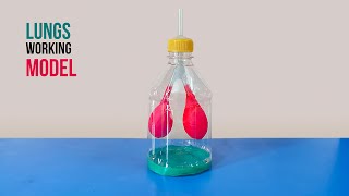 Lungs Working Model | How to Make a Model of Respiratory System | School Science Project