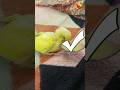 How to Hand feed a Love Birds Chicks with care. #budgies #birdslover #parrot #bird #handfeeding Mp3 Song