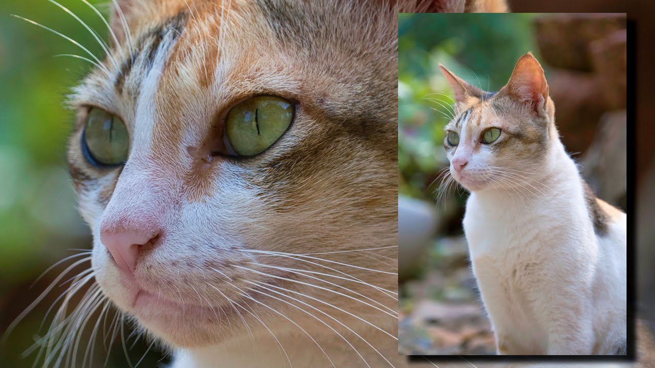 kitty-cat-the-fuji-70-300-mm-lens-youtube