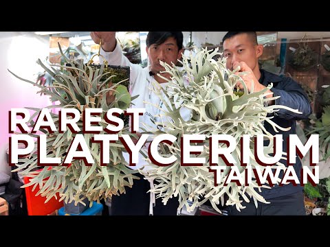 Video: Ntxhais A Staghorn Fern: Kuv Yuav Tsum Ntxuav Kuv Cov Ntoo Staghorn Fern