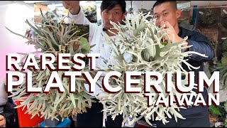 Discovering Taiwan's Spectacular Rare Platycerium Collection @shijak0526 | Staghorn fern tour
