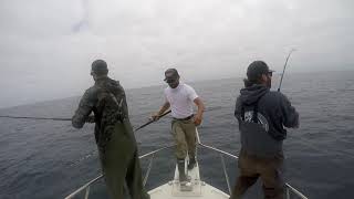 Bluefin Tuna on Colt Sniper