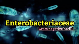 Enterobacteriaceae family (English) - Medical Microbiology