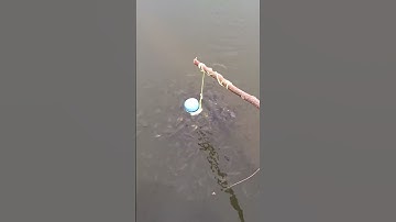 How to make a fish trap with plastic bottle - Awesome Life Hacks!  #fish