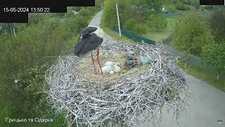 ОБІД ВІД ГРИЦЬКА. ЛЕЛЕКА БІЛИЙ ПИРЯТИНСЬКИЙ УКРАЇНА 15-5-24-CHICKS. WHITE STORK. PYRYATINSKY UKRAINE