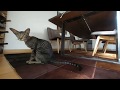 Cat kills dragonfly VR 180° 3D