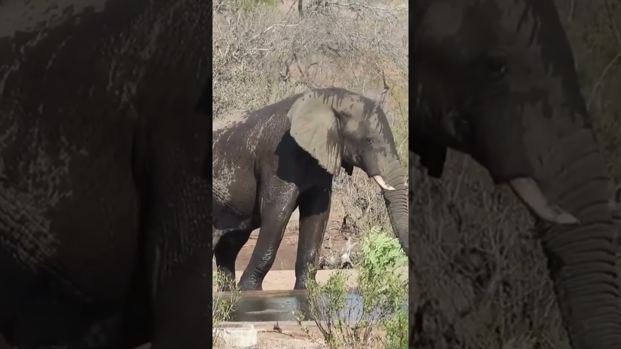 Elephant cooling off with water 