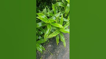 #shors cây Lược Vàng, còn gọi là địa lan vòi,lan rũ, giã khóm, bạch tuộc...chuyên trị bao tử