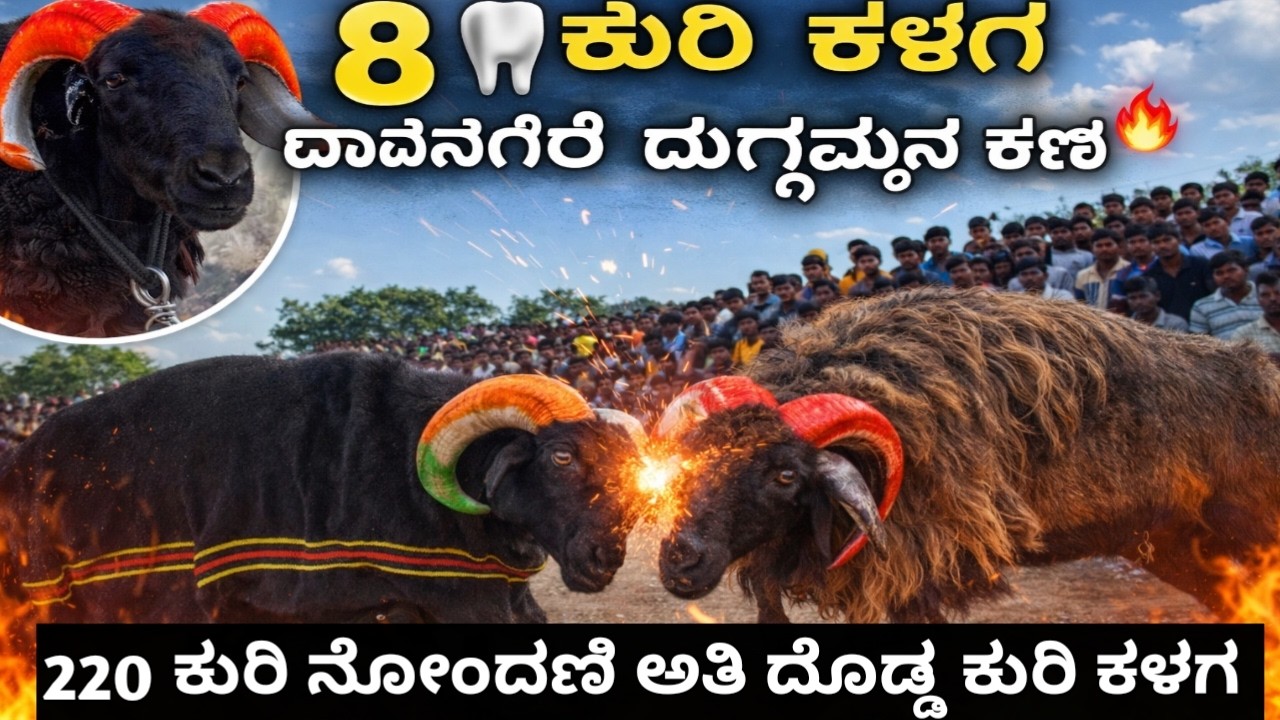 8 ಹಲ್ಲಿನ ಕುರಿ ಕಳಗ  ಅದ್ದೂರಿಯಾಗಿ ಪ್ರಾರಂಭ ಆಗಿದೆ | ದಾವಣಗೆರೆ  ಶ್ರೀ ದುರ್ಗಾಂಬಿಕಾ ದೇವಸ್ಥಾನ ಕುರಿ ಕಾಳಗ