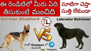 German shepherd vs Labrador Dog | Which is Best For you | Telugu | Taju logics