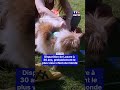 Disparition de Lazare à 30 ans, probablement le plus vieux chien du monde.｜TF1 INFO