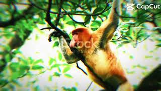 Proboscis monkey edit 