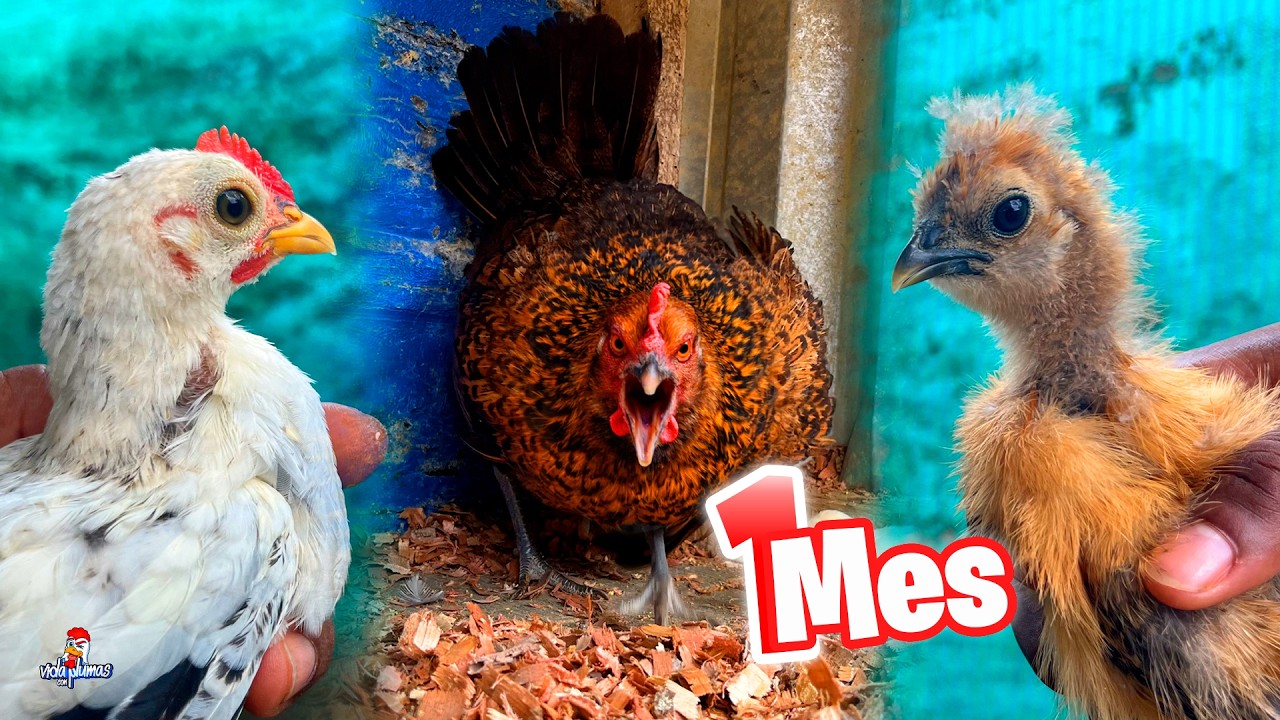 La Gallina FURIOSA con su pollito 🐥 El Miniatura y Sedoso después de 1 MES
