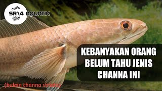 KENALAN BENTAR YU DENGAN CHANNA YANG SATU INI || Mengenal Channa Melasoma