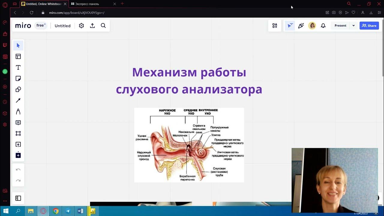 Механизм работы слухового анализатора