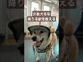 柴犬介助犬降りる駅を教える