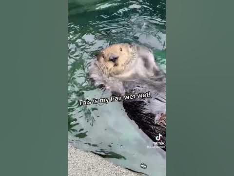 ur daily dose of happiness 🌻#otter #spiritanimal #otterlovers #wet #its ...