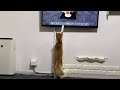 初めて自分を見た猫の反応【子猫成長日記#41】