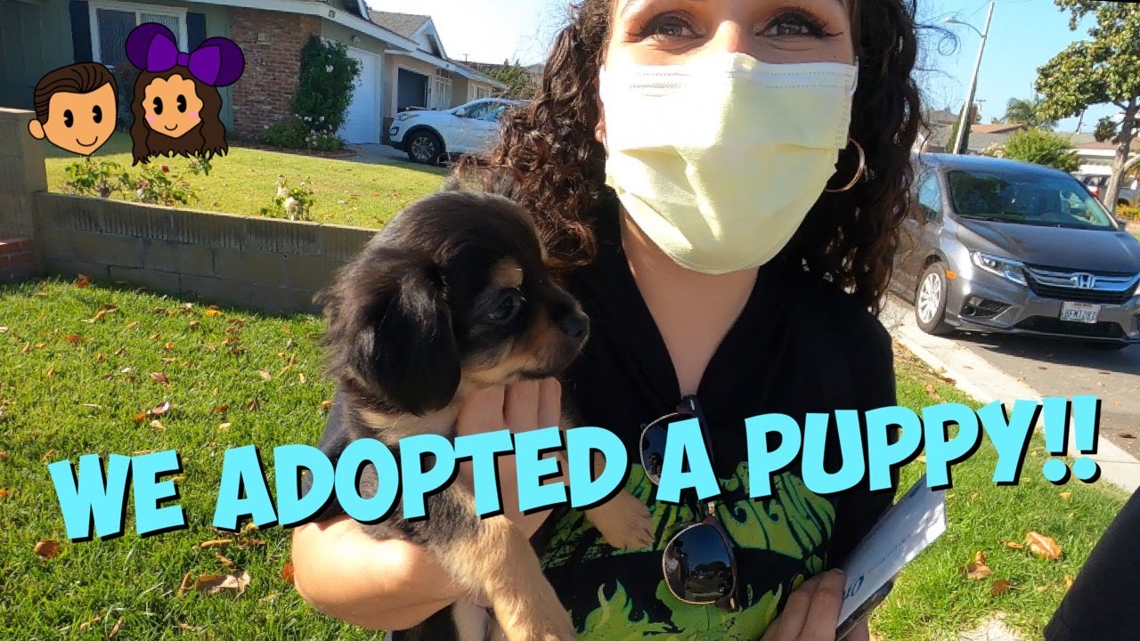 WE ADOPTED A PUPPY YouTube WE ADOPTED A PUPPY YouTube