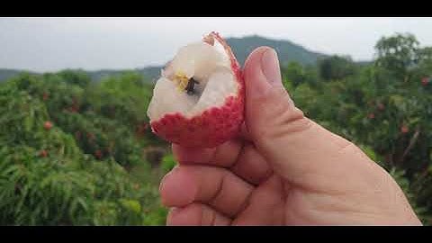 Cơn Mưa Quý Hơn Vàng Hạ Nhiệt Cho Vải Thiều Lục Ngạn  l Luc Ngan lychee l Núi Đồi Lục Ngạn