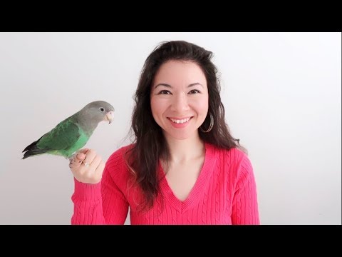 วีดีโอ: นกแก้ว Ringneck อินเดีย