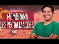 ESPECIALIZAÇÕES DA MEMBRANA PLASMÁTICA - CITOLOGIA -  Prof. Kennedy Ramos