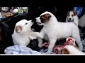 Маленькие злючки. Щенки АЛАБАЯ. The Alaba puppies. Odessa.