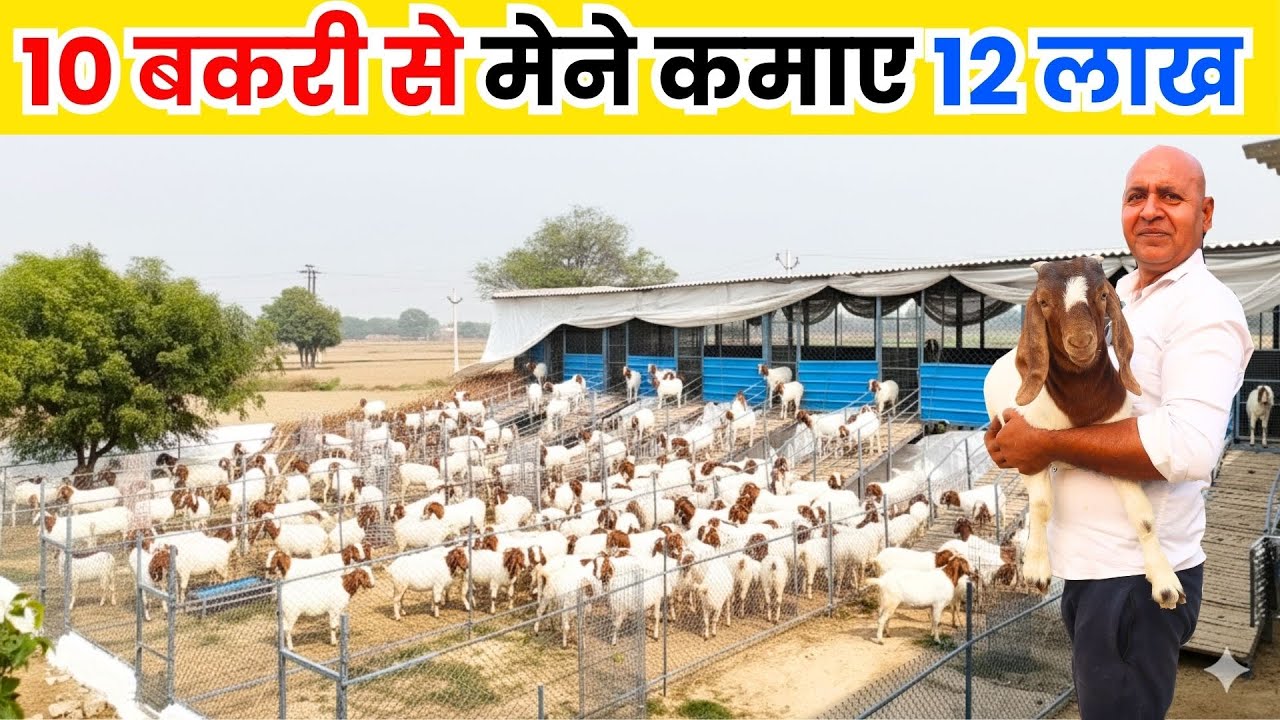 खास नसल की बकरी से मोटी कमाई II Goat Farming II Bakri Palan Business II Goat Farm Tour