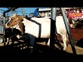 ENTRE VACAS Y CABALLOS VIDEO DEL MERCADO DE ANIMALES LA BELLEZA DETRAS DE CADA RES