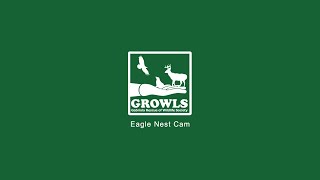 GROWLS Eagle Cam