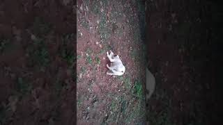 LIVE Rabbit Feeding for my American Bulldog "BATU"