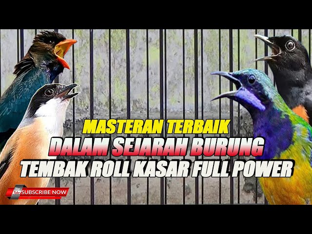 MASTERAN TERBAIK SEPANJANG MASA ROLL NEMBAK KASAR TAJAM POWER ++ KOMPLIT class=