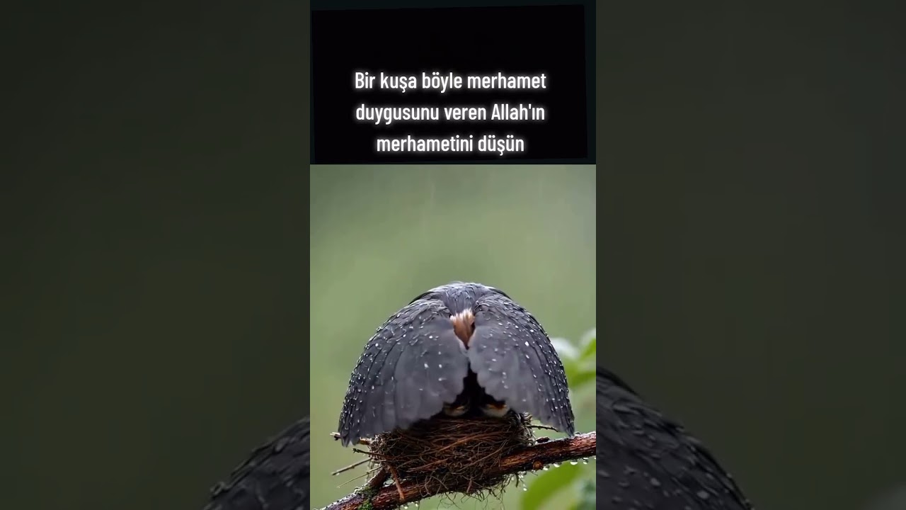 Görmek İsteyene Allah Her Yerde #reels #keşfet #allahuakbar #islam #dua #viral #shortvideo #fypシ