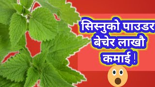 सिस्नु बेचेर लाखाै कमाई । nepali vegetable sisno |  small business opportunity nepal