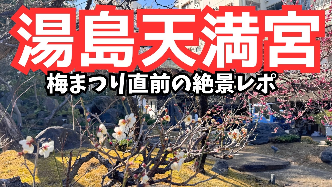 【御徒町すぐ】湯島天満宮｜梅まつり直前レポ！2026年1月30日(金曜日) これからが本格的な開花