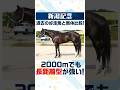 【新潟記念 2026】2000mだけど長距離型が強い！マークすべき2頭を紹介