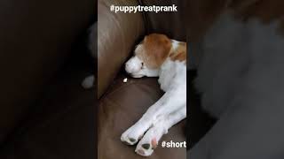 Sleeping Puppy Treat Prank!