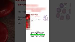 Understanding Erythrocyte Maturation  Key Insights