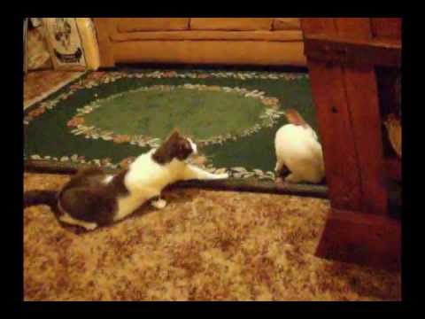 CAT destroys RABBIT!! Caught on CAMERA!! OMFG! - YouTube