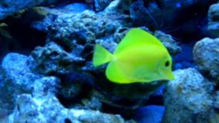 acquario marino avviato da 3 mesi...180 litri .AVI