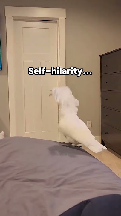 Funny parrot!😂😆#parrot #parrots #parrotsoftiktok #parrotlove #bird #birds #fun #funny