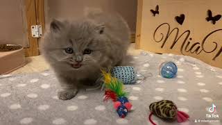 Британские котята, голубого окраса by Miamurr cattery Питомник кошек 1,003 views 4 months ago 23 seconds