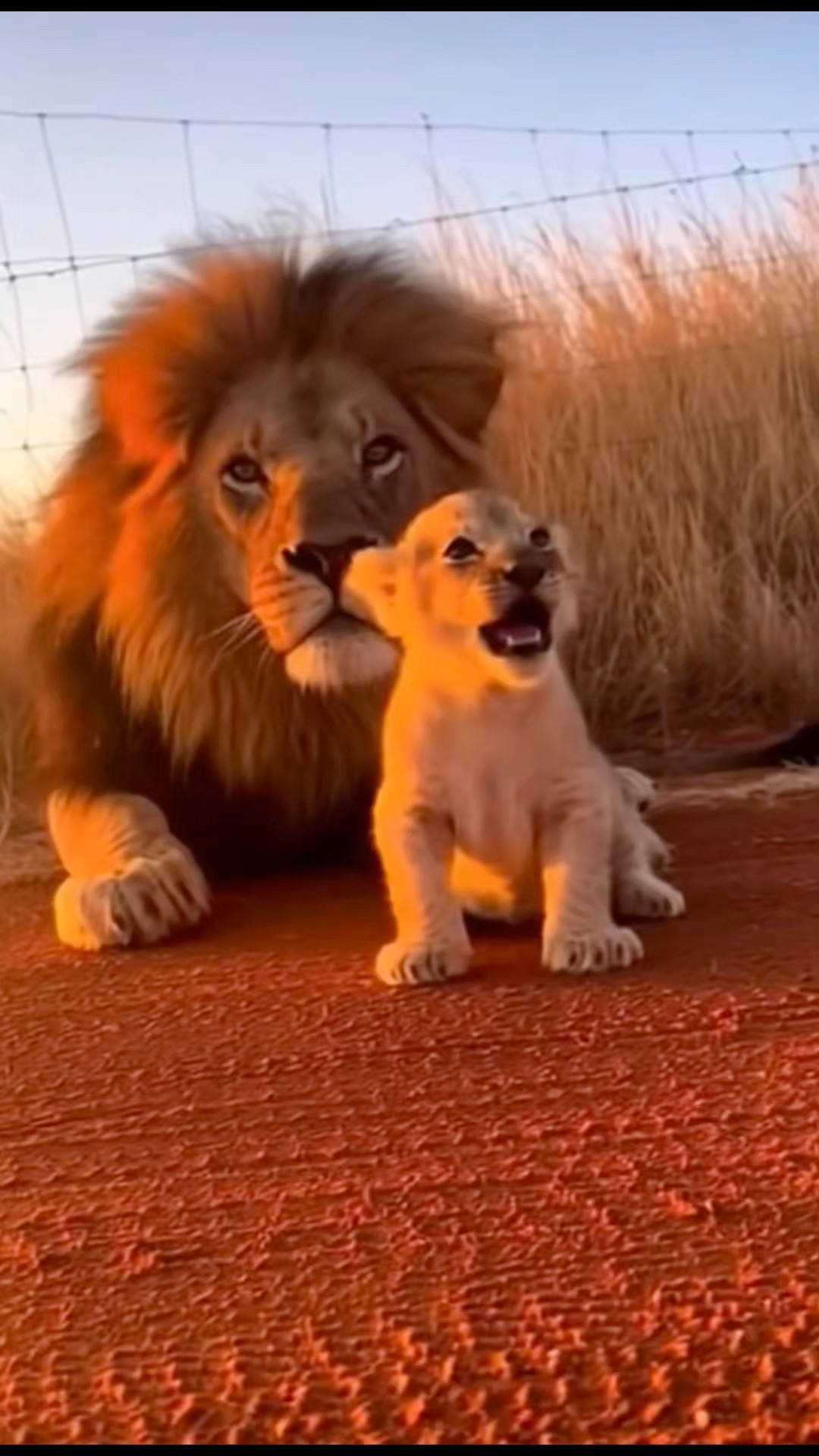 A wife's contribution] #lion #lion #wildlife #wildlife #animals