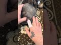 Freshening Up My Pup's Teeth with Finger Wipes!