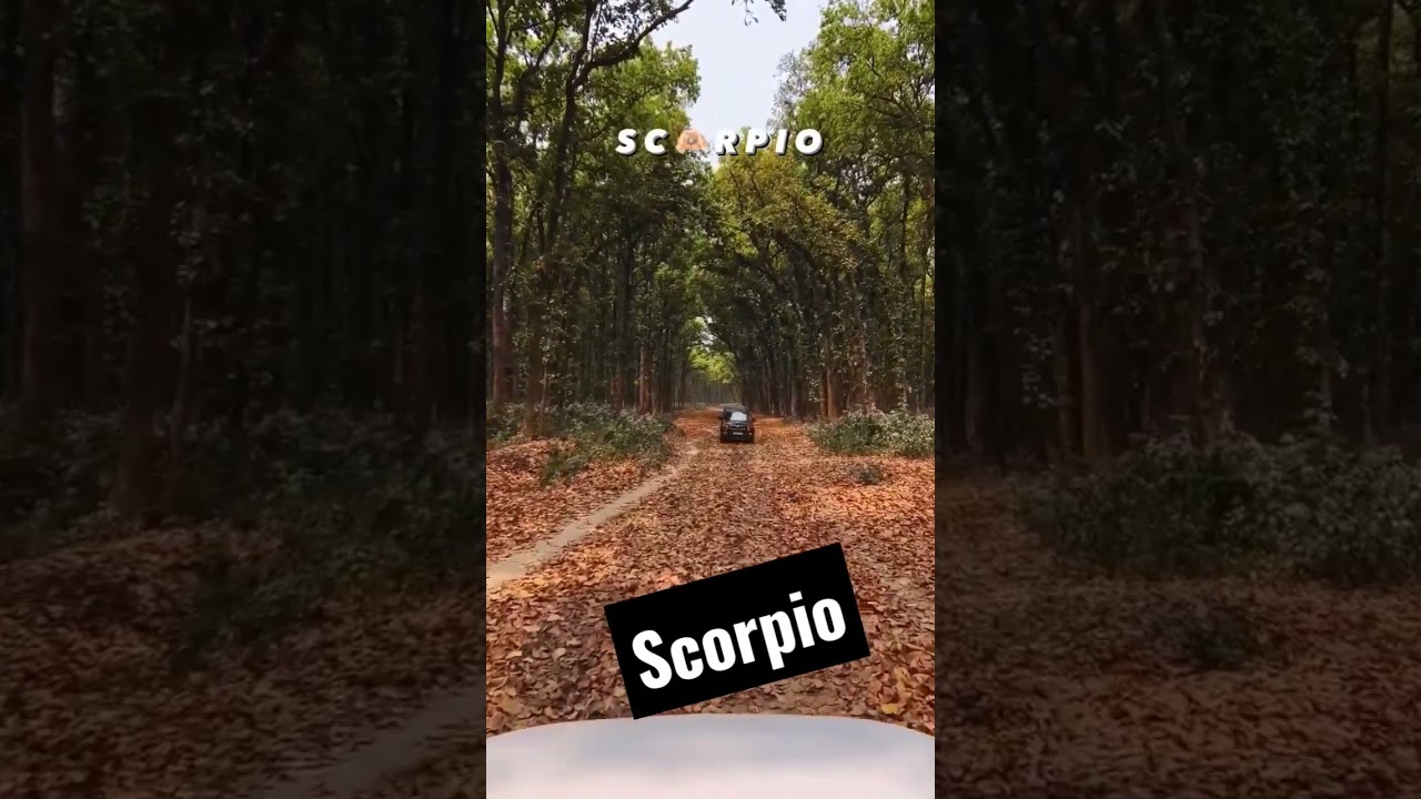 scorpio gunba scorpio king thise car is  very popurl 